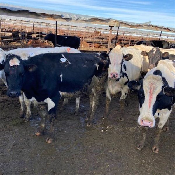 Idaho Dairies/Ranches - 127 Cows (Burley, ID)