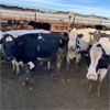 Image 1 : Idaho Dairies/Ranches - 127 Cows (Burley, ID)