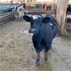 Image 2 : Idaho Dairies/Ranches - 127 Cows (Burley, ID)