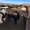 Image 3 : Idaho Dairies/Ranches - 127 Cows (Burley, ID)