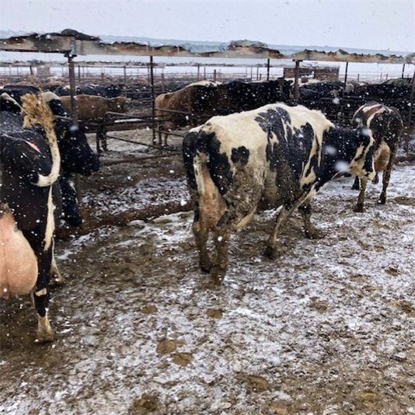 Idaho Dairies/Ranches - 105 Cows (Burley, ID)