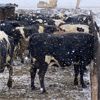 Image 2 : Idaho Dairies/Ranches - 105 Cows (Burley, ID)