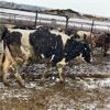 Image 4 : Idaho Dairies/Ranches - 105 Cows (Burley, ID)