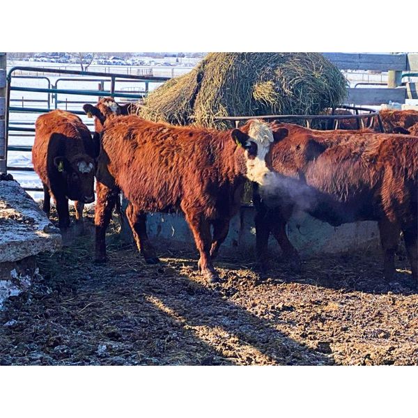 Pen 508 - 10 RBF Bred Heifers - Cactus Ridge Cattle Co.