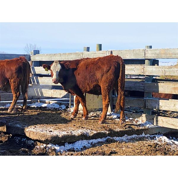 Pen 506 - 12 RWF Bred Heifers - Cactus Ridge Cattle Co.