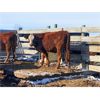 Image 1 : Pen 506 - 12 RWF Bred Heifers - Cactus Ridge Cattle Co.