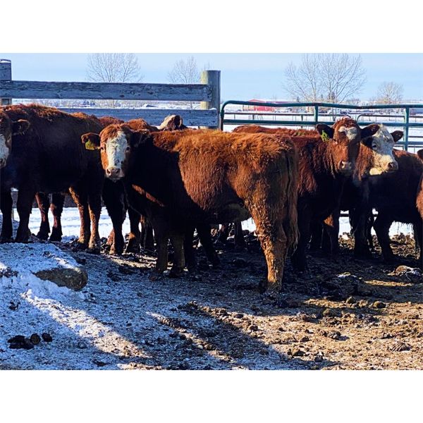 Pen 504 - 16 RWF Bred Heifers - Cactus Ridge Cattle Co.