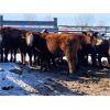 Image 1 : Pen 504 - 16 RWF Bred Heifers - Cactus Ridge Cattle Co.