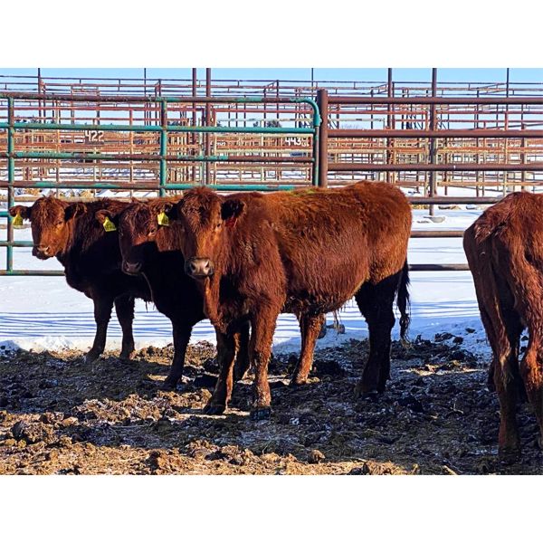 Pen 501A - 20 Red Bred Heifers - Cactus Ridge Cattle Co.