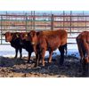 Image 1 : Pen 501A - 20 Red Bred Heifers - Cactus Ridge Cattle Co.