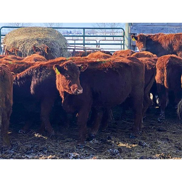 Pen 505B - 20 Red Bred Heifers - Cactus Ridge Cattle Co.