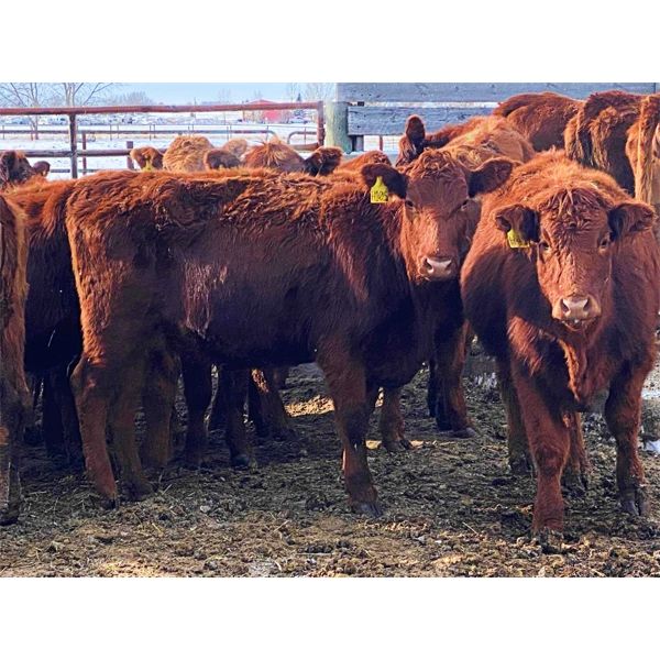 Pen 512 - 19 Red Bred Heifers - Cactus Ridge Cattle Co.