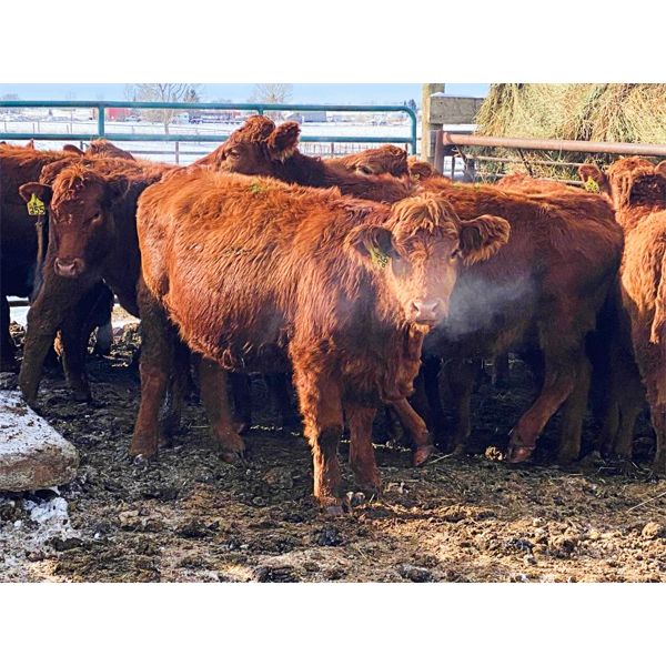 Pen 516 - 22 Red Bred Heifers - Cactus Ridge Cattle Co.