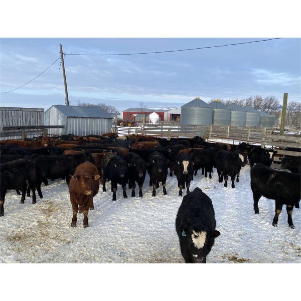 Houston Farms - 680# Steers - 90 Head (Eckville, AB)