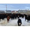 Image 1 : Houston Farms - 680# Steers - 90 Head (Eckville, AB)