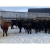 Image 3 : Houston Farms - 680# Steers - 90 Head (Eckville, AB)