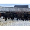Image 4 : Houston Farms - 680# Steers - 90 Head (Eckville, AB)