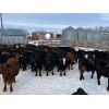 Image 5 : Houston Farms - 680# Steers - 90 Head (Eckville, AB)
