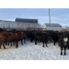 Image 6 : Houston Farms - 680# Steers - 90 Head (Eckville, AB)