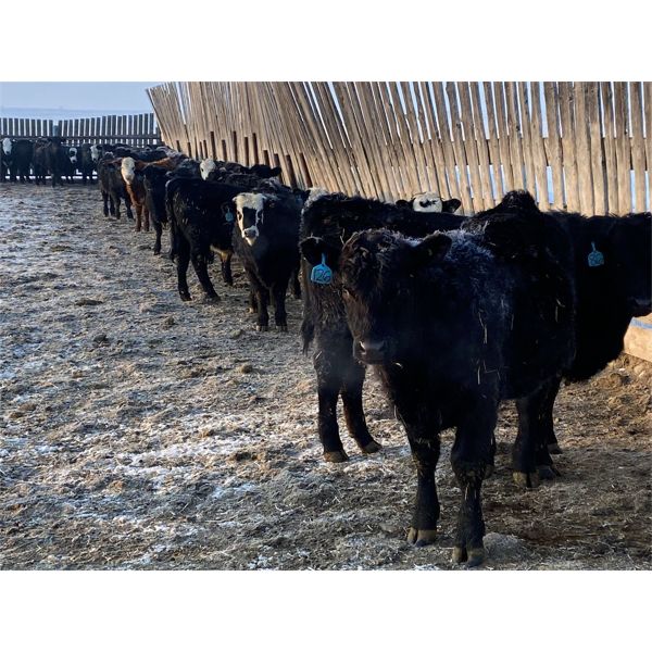 Nelson Creek Ranch - 940# Steers - 130 (Crossfield, AB)