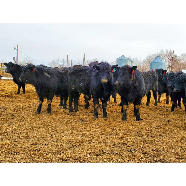 T & S Stock Farms - 825# Steers - 180 Head (Scandia, AB)