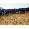 Image 2 : T & S Stock Farms - 825# Steers - 180 Head (Scandia, AB)