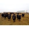 Image 5 : T & S Stock Farms - 825# Steers - 180 Head (Scandia, AB)