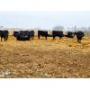 Image 7 : T & S Stock Farms - 825# Steers - 180 Head (Scandia, AB)