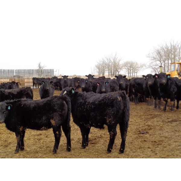 T & S Stock Farms - 854# Heifers - 74 Head (Scandia, AB)