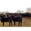 Image 1 : T & S Stock Farms - 854# Heifers - 74 Head (Scandia, AB)