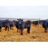 Image 2 : T & S Stock Farms - 854# Heifers - 74 Head (Scandia, AB)