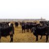 Image 3 : T & S Stock Farms - 854# Heifers - 74 Head (Scandia, AB)