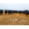 Image 4 : T & S Stock Farms - 854# Heifers - 74 Head (Scandia, AB)