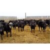 Image 7 : T & S Stock Farms - 854# Heifers - 74 Head (Scandia, AB)