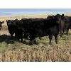 Image 10 : Bar 23 Ranch - Black Angus Based Bred Heifers - 15 Head (Airdrie, AB)