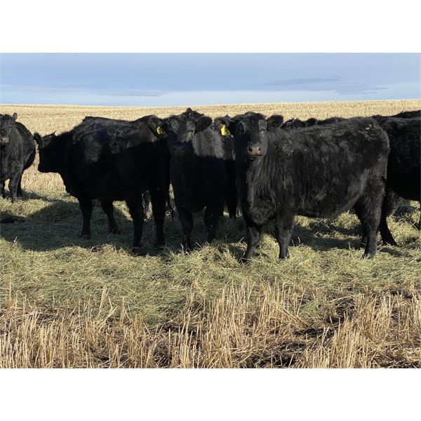 Bar 23 Ranch - Black Angus Based Bred Heifers - 15 Head (Airdrie, AB)