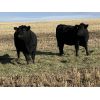 Image 2 : Bar 23 Ranch - Black Angus Based Bred Heifers - 15 Head (Airdrie, AB)