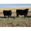 Image 3 : Bar 23 Ranch - Black Angus Based Bred Heifers - 15 Head (Airdrie, AB)