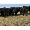 Image 5 : Bar 23 Ranch - Black Angus Based Bred Heifers - 15 Head (Airdrie, AB)