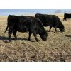 Image 7 : Bar 23 Ranch - Black Angus Based Bred Heifers - 15 Head (Airdrie, AB)