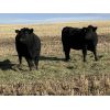 Image 2 : Bar 23 Ranch - Black Angus Based Bred Heifers - 15 Head (Airdrie, AB)