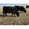 Image 7 : Bar 23 Ranch - Black Angus Based Bred Heifers - 15 Head (Airdrie, AB)