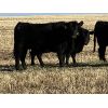 Image 9 : Bar 23 Ranch - Black Angus Based Bred Heifers - 15 Head (Airdrie, AB)