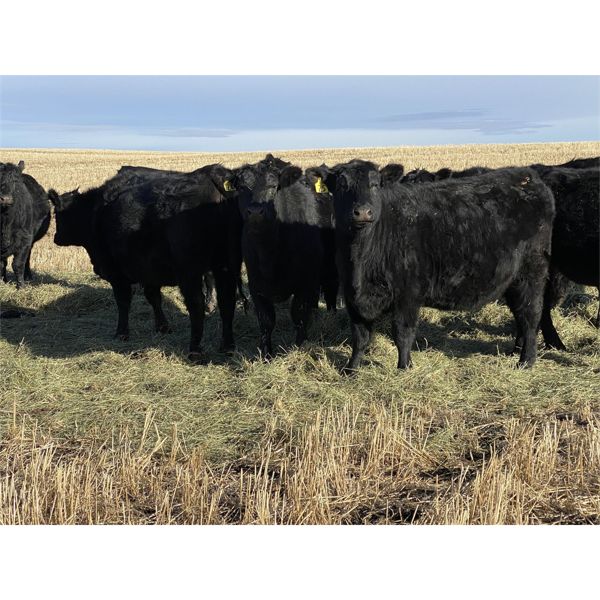 Bar 23 Ranch - Black Angus Based Bred Heifers - 15 Head (Airdrie, AB)