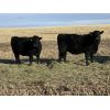 Image 3 : Bar 23 Ranch - Black Angus Based Bred Heifers - 15 Head (Airdrie, AB)