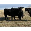 Image 4 : Bar 23 Ranch - Black Angus Based Bred Heifers - 15 Head (Airdrie, AB)