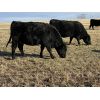 Image 7 : Bar 23 Ranch - Black Angus Based Bred Heifers - 15 Head (Airdrie, AB)
