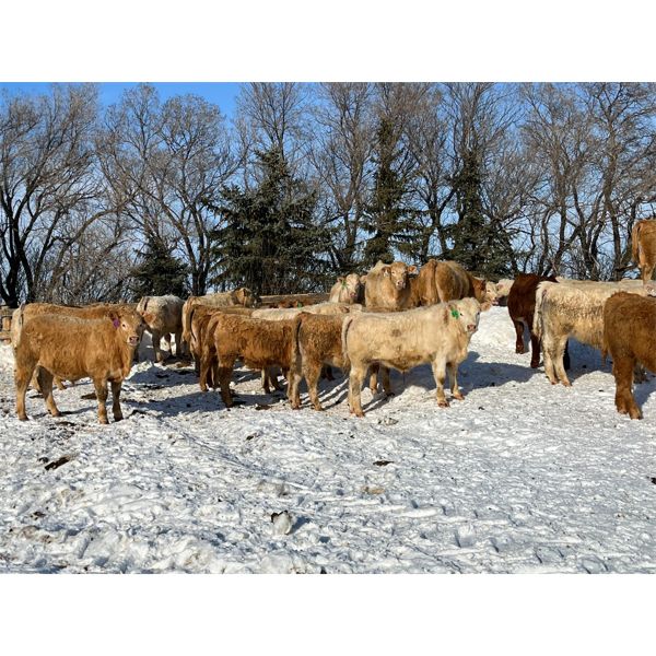Hawks Haven Ranch - 860# Steers - 62 Head (Compeer, AB)