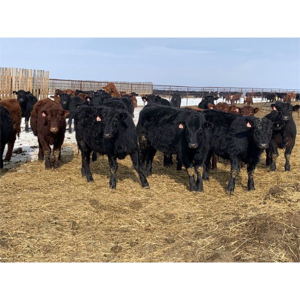 Blindman Beef & Bison - 725# Steers - 88 Head (Rimbey, AB)