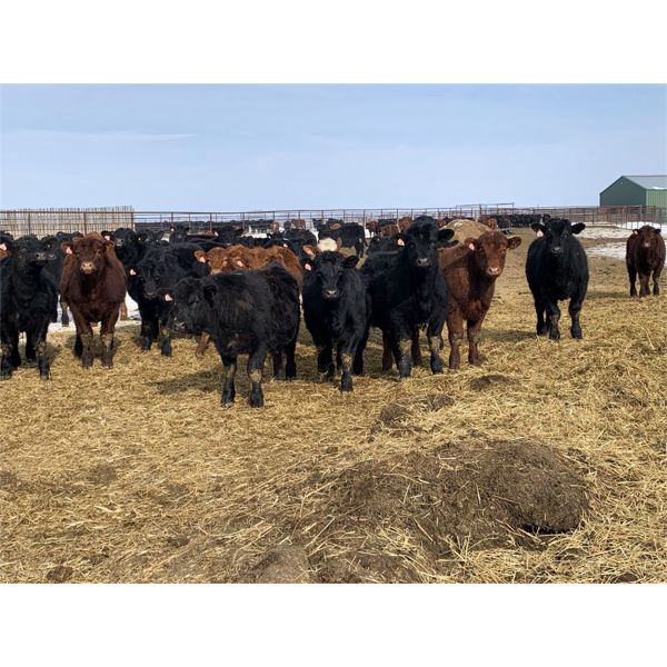 Blindman Beef & Bison - 625# Steers - 42 Head (Rimbey, AB)